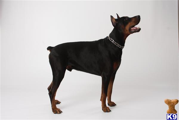 Stud Dogs - Doberman Pinscher